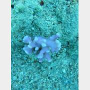 &copy; kornel