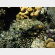 &copy; kornel