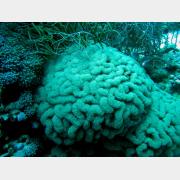 &copy; kornel