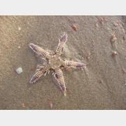 &copy; kornel