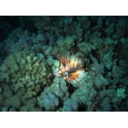 &copy; kornel